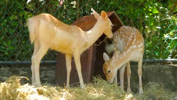 Bel Air Animal Park