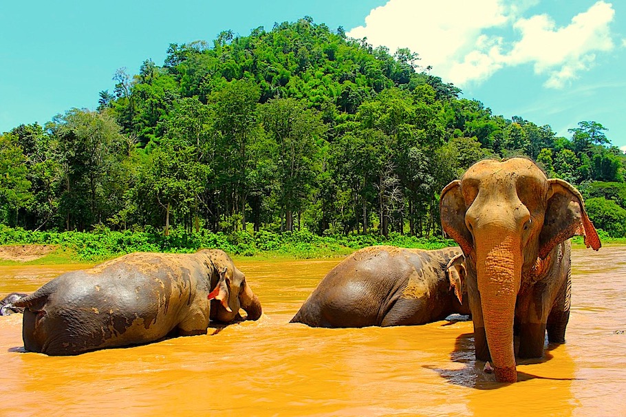 Krabi Elephant Sanctuary