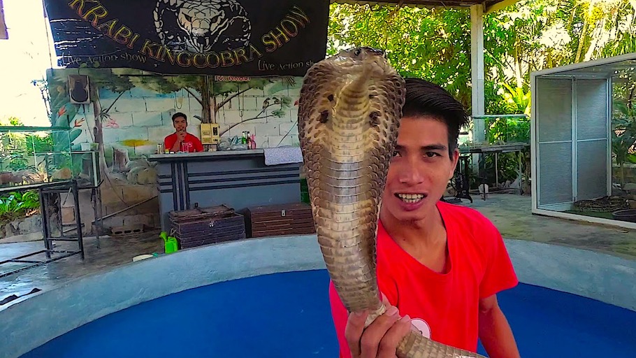  Krabi King Cobra Show 