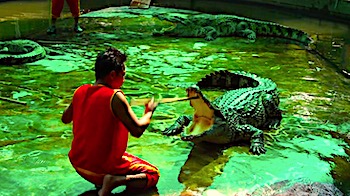  Samui Crocodile Farm