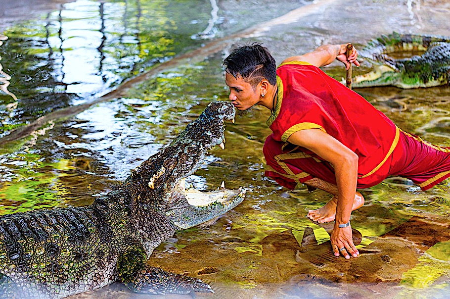  Samui Crocodile Farm