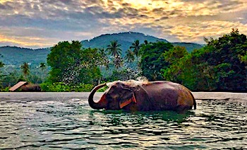  Samui Elephant Sanctuary