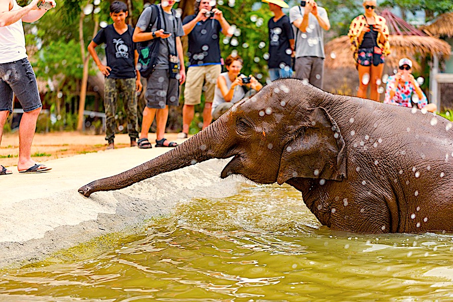  Samui Elephant Sanctuary