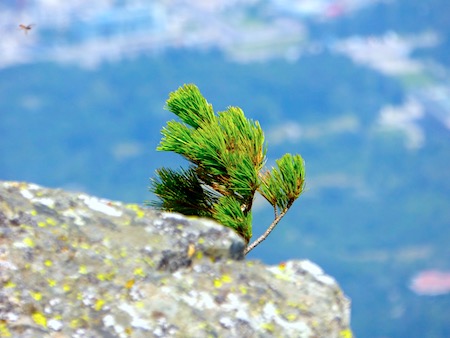  Vitosha Mountain в Софии: цены, как добраться